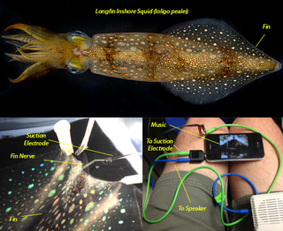 Illustration for article titled Watch what happens when you play Cypress Hill through a squid's fin